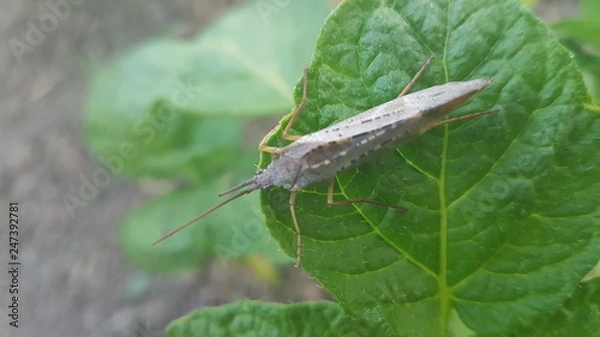 Obraz Baterfly and plant