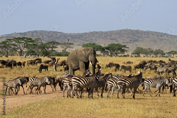 Fototapeta The Great migration, Serengeti National Park, Tanzania