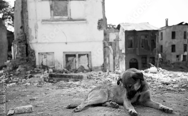 Fototapeta Alone Dog