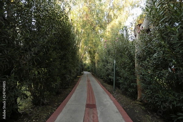 Obraz road in forest
