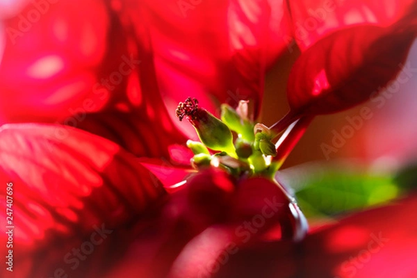 Obraz Ponsettia Flower