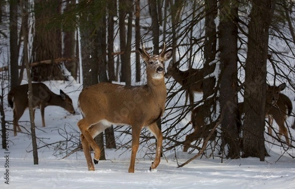 Fototapeta Winter Deer