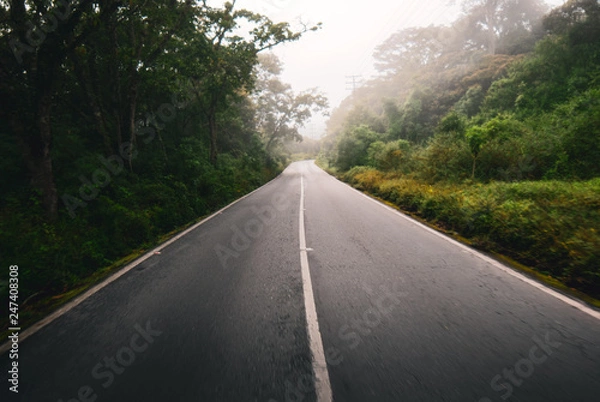 Obraz Rain forest road