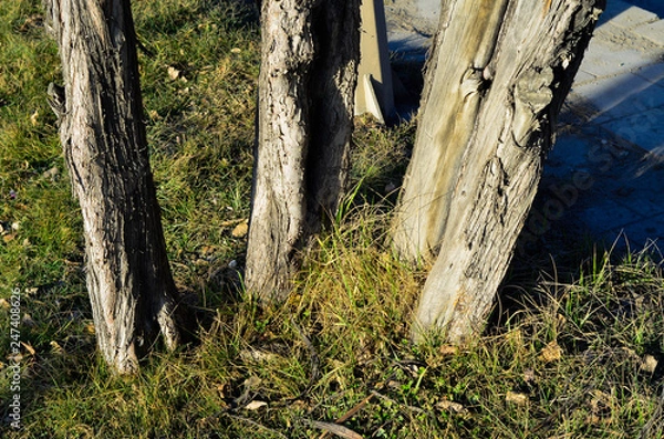 Obraz adjacent tree trunks