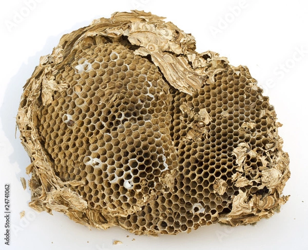 Obraz vespiary, isolated on white