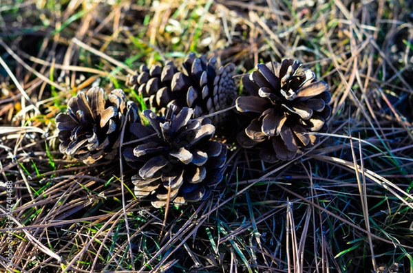 Obraz cones on the ground with sunshine