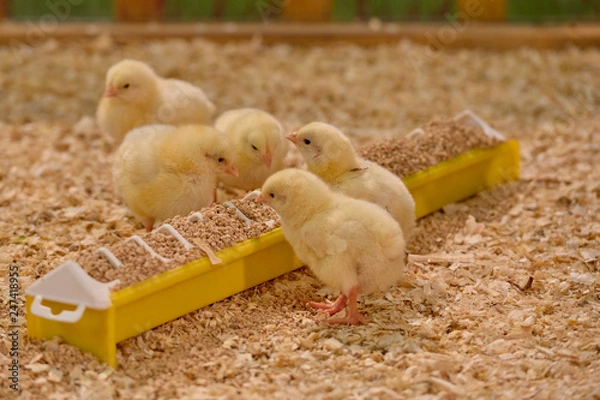 Fototapeta Small yellow chickens