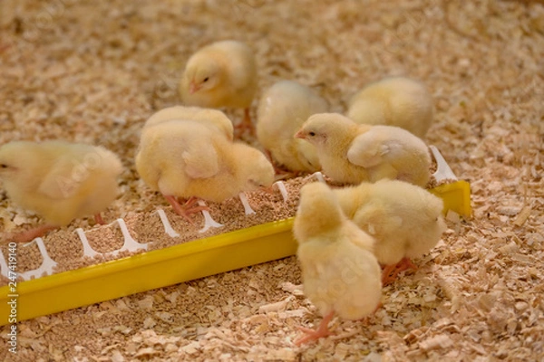 Fototapeta Small yellow chickens