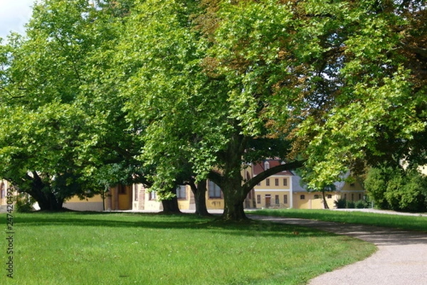 Obraz Lebensbaum