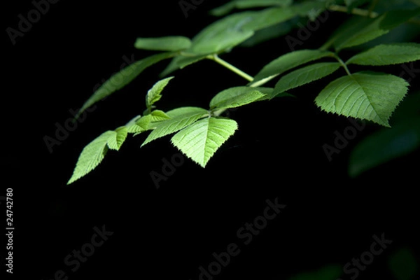 Obraz Sunlight on leaves