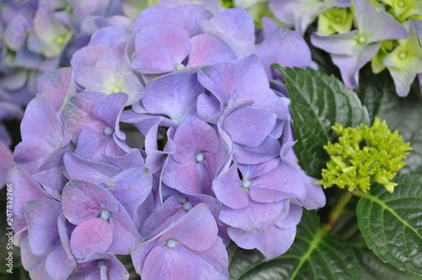 Obraz Hortensie