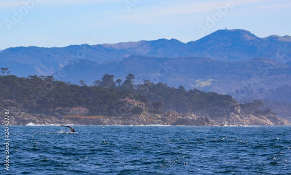 Obraz Whale near coast