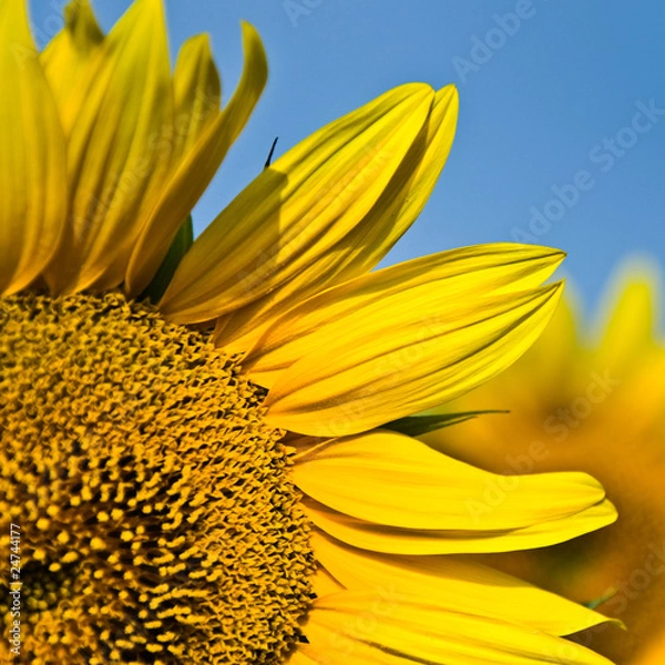 Fototapeta tournesol