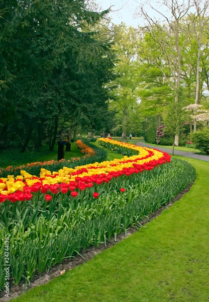 Obraz Tulip  garden
