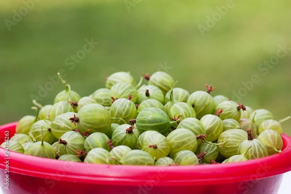 Obraz Gooseberries