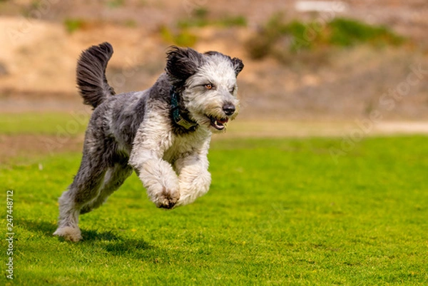 Obraz Aussiedoodle puppy playing on beach. Aussiedoodle is a designer dog mix between purebred Poodle and Australian Shepard. They are companion dogs.