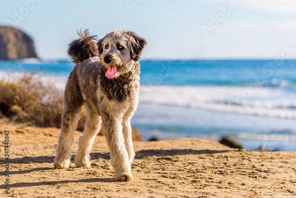 Fototapeta Aussiedoodle puppy playing on beach. Aussiedoodle is a designer dog mix between purebred Poodle and Australian Shepard. They are companion dogs.