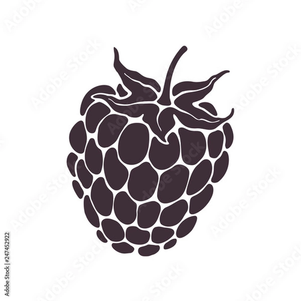 Fototapeta Vector illustration. Silhouette of blackberry or raspberry fruit with stem. Healthy diet and vegetarian food. Decoration for packaging, menus, showcases. Isolated  pattern on white background