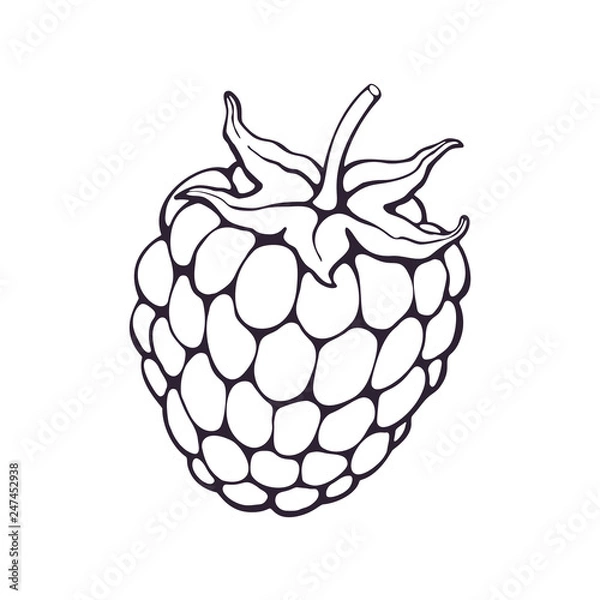 Fototapeta Vector illustration. Hand drawn doodle of blackberry or raspberry fruit with stem. Healthy diet and vegetarian food. Cartoon sketch. Decoration for packaging, menus. Isolated on white background  