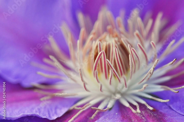 Obraz violette Klematis