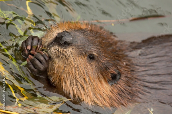 Obraz Eurasian beaver (Castor fiber) .