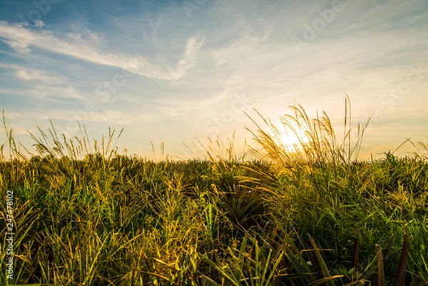 Obraz Evening Meadow6