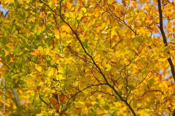 Fototapeta Beautiful golden beech leaves background
