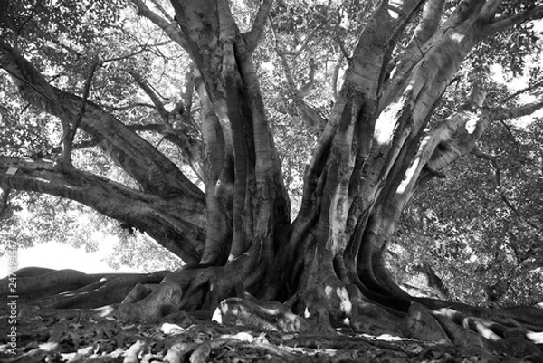 Fototapeta Fig Tree
