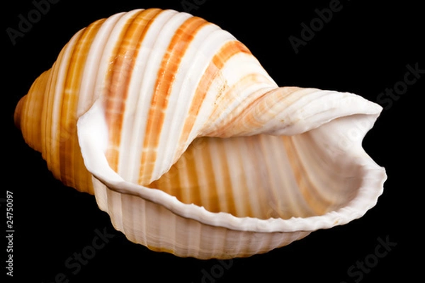Obraz seashell isolated on black background