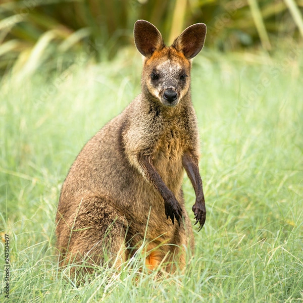 Obraz Small Swamp Wallaby outside during the day time.