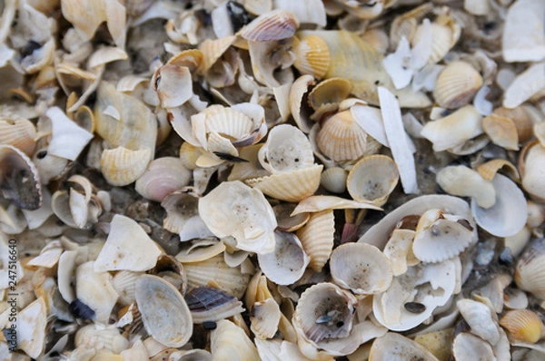Fototapeta Muschel- Muster Strand