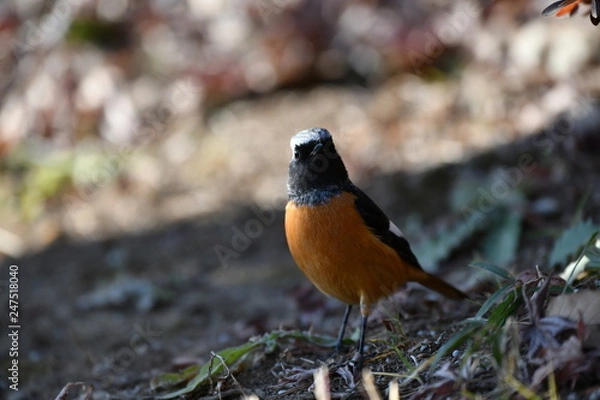 Fototapeta ジョウビタキのオス