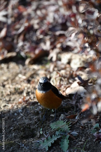 Fototapeta ジョウビタキのオス