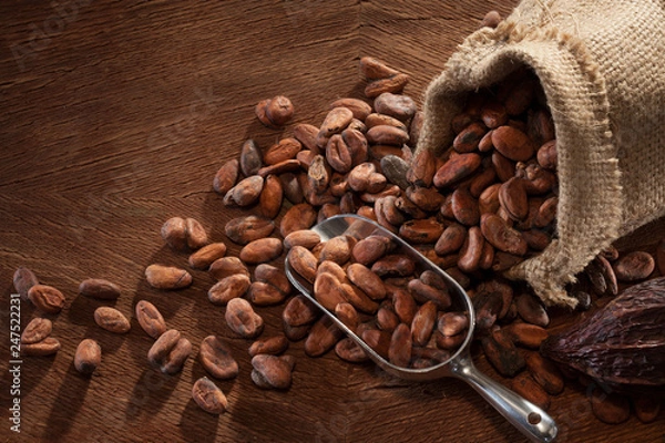 Obraz Roasted cocoa beans in a jute sack and in a scoop