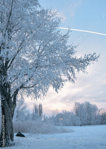 Obraz trees in winter