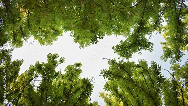 Obraz green leaves on blue background