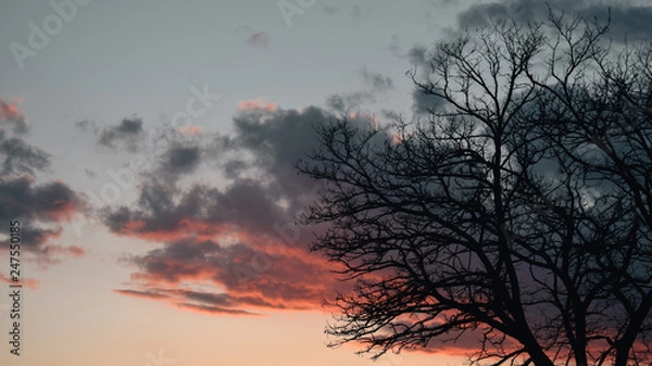 Obraz tree in sunset