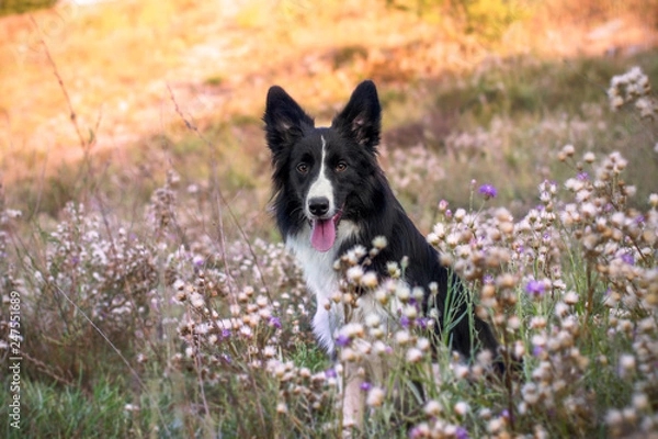 Obraz border collie