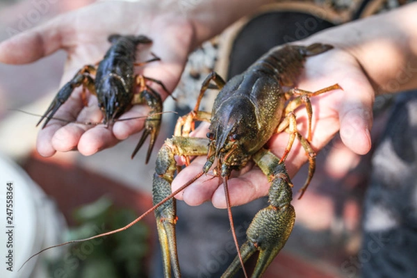 Fototapeta Astacus astacus river crab