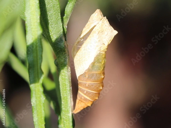 Fototapeta Empty pupa of a butterfly (Papilio machaon) on a flower (Helenium) stalk /side view