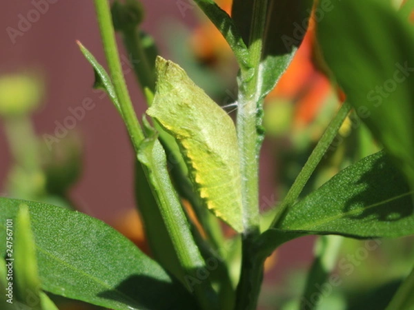 Fototapeta Green pupa of a butterfly (Papilio machaon) on a flower (Helenium) stalk