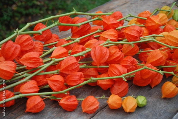 Fototapeta Stems of physalis with bright fruit-boxes on a wooden table (close-up)