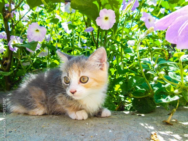 Fototapeta cat on grass