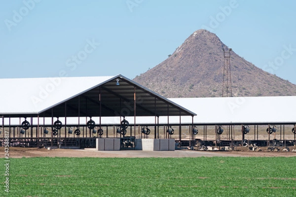 Obraz Open stables with cows and mountain in the background