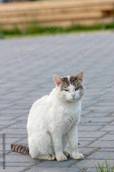 Fototapeta A pretty, white cat on the field