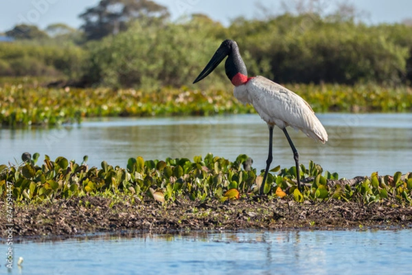 Obraz Jabiru stork