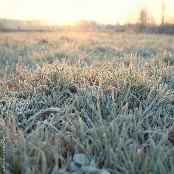 Obraz Frozen grass