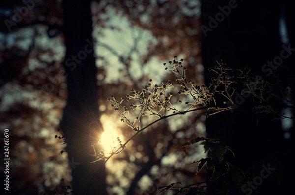Fototapeta Sun through trees and spiders web