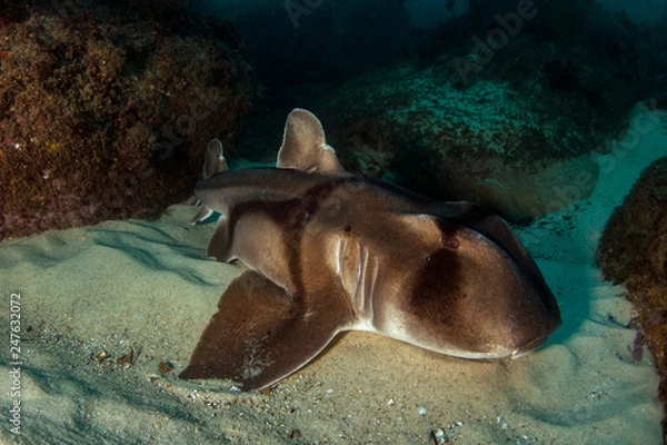 Obraz Port Jackson Shark