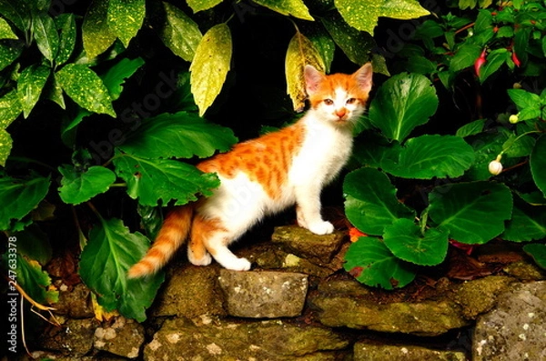 Obraz cat in the garden